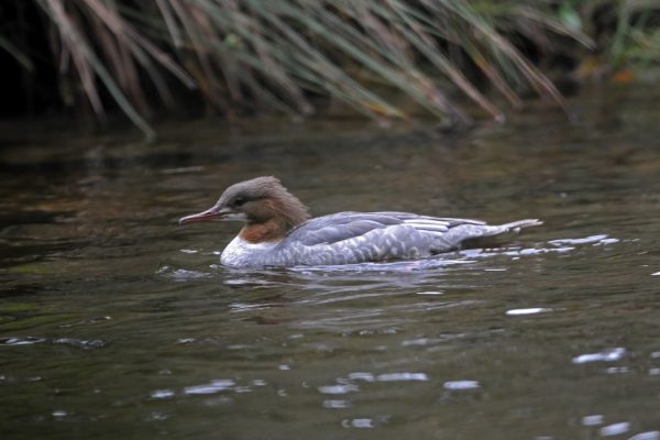 goosander-female-swimming