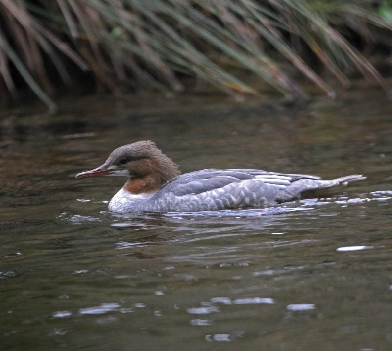 goosander-female-swimming