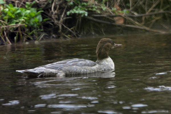 goosander-juvenile-swimming