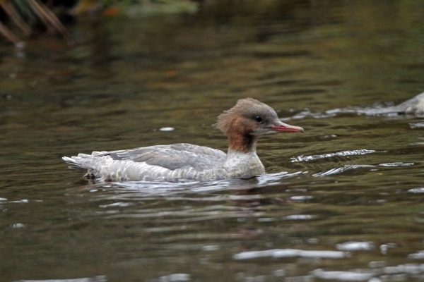 juvenile-goosander