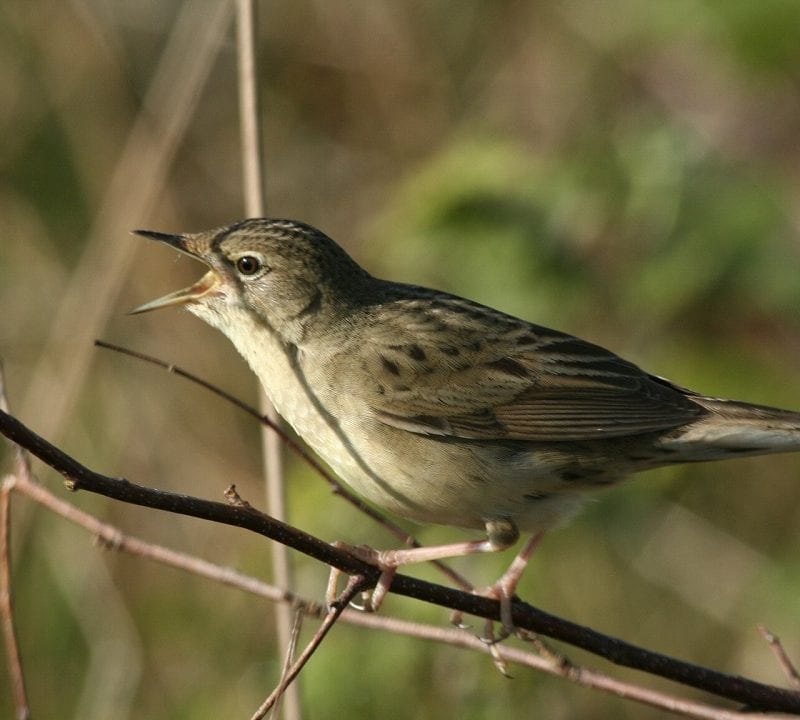 grasshopper-warbler-singing-from-branch