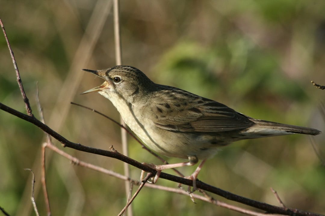 grasshopper-warbler-singing-from-branch