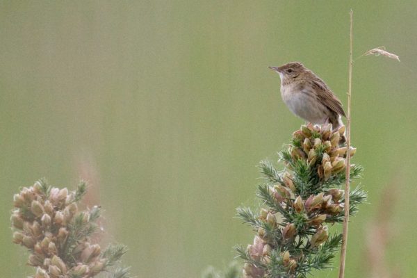 grasshopper-warbler-standing-on-gorse