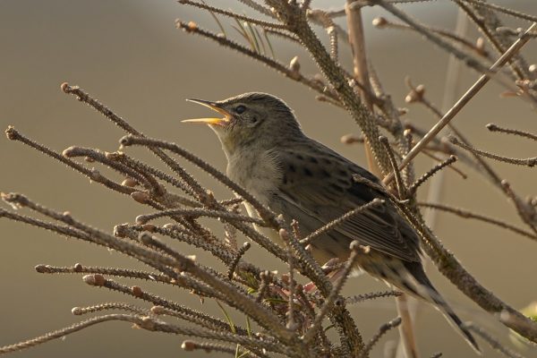 grasshopper-warbler-singing-from-conifer