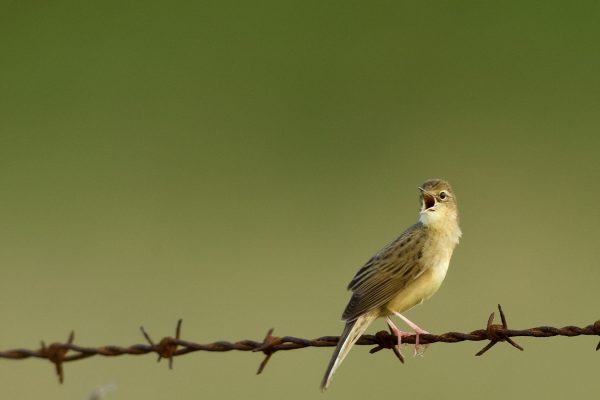 grasshopper-warbler-perched-on-barbed-wire-singing