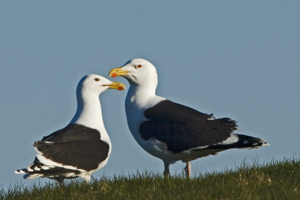 great-black-backed-gull-pair-standing-together-on-grass