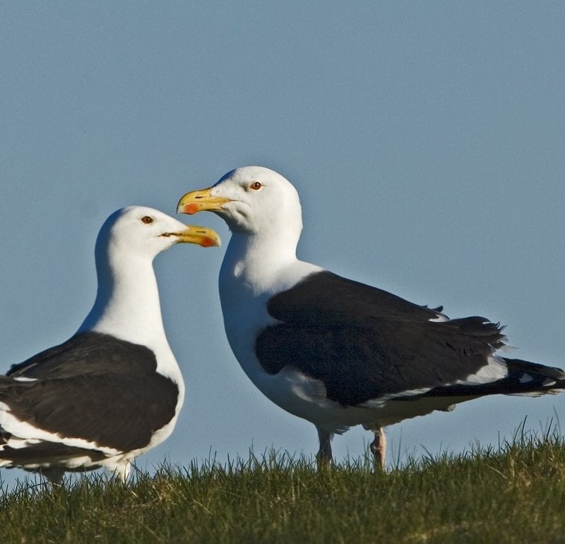 great-black-backed-gull-pair-standing-together-on-grass