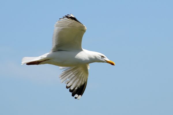 great-black-backed-gull-in-flight-showing-underwing