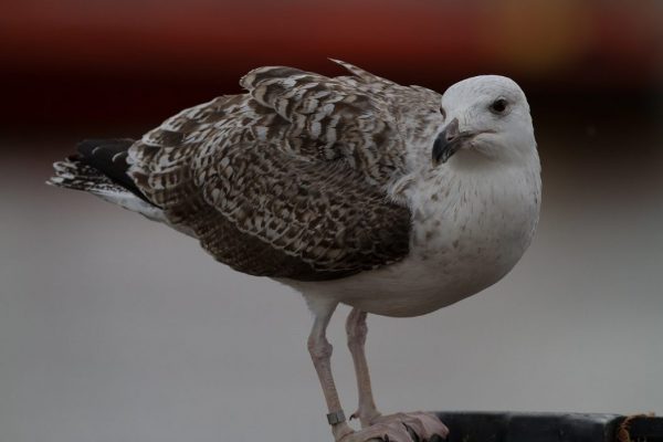 great-black-backed-gull-juvenile