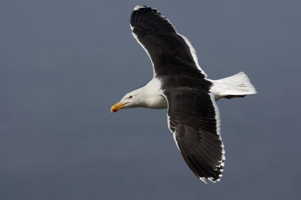 great-black-backed-gull-in-flight