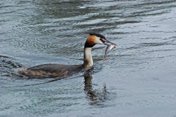 great-crested-grebe-swimming-with-fish-prey-in-beak