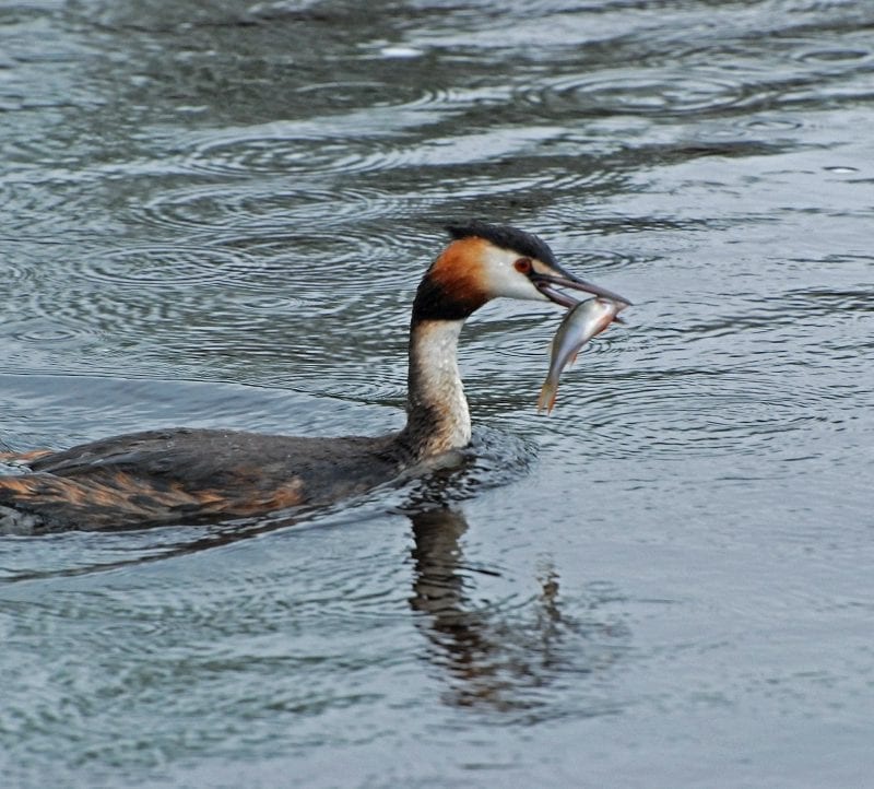 great-crested-grebe-swimming-with-fish-prey-in-beak
