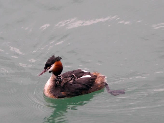 great-crested-grebe-swimming-with-chick-on-back
