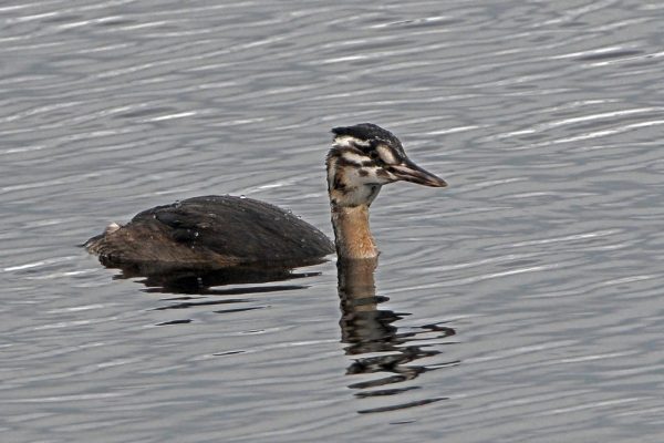great-crested-grebe-juvenile-swimming