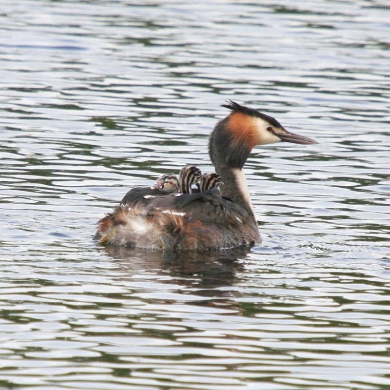 great-crested-grebe-swimming-with-three-chicks-on-back