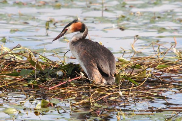 great-crested-grebe-on-floating-mass