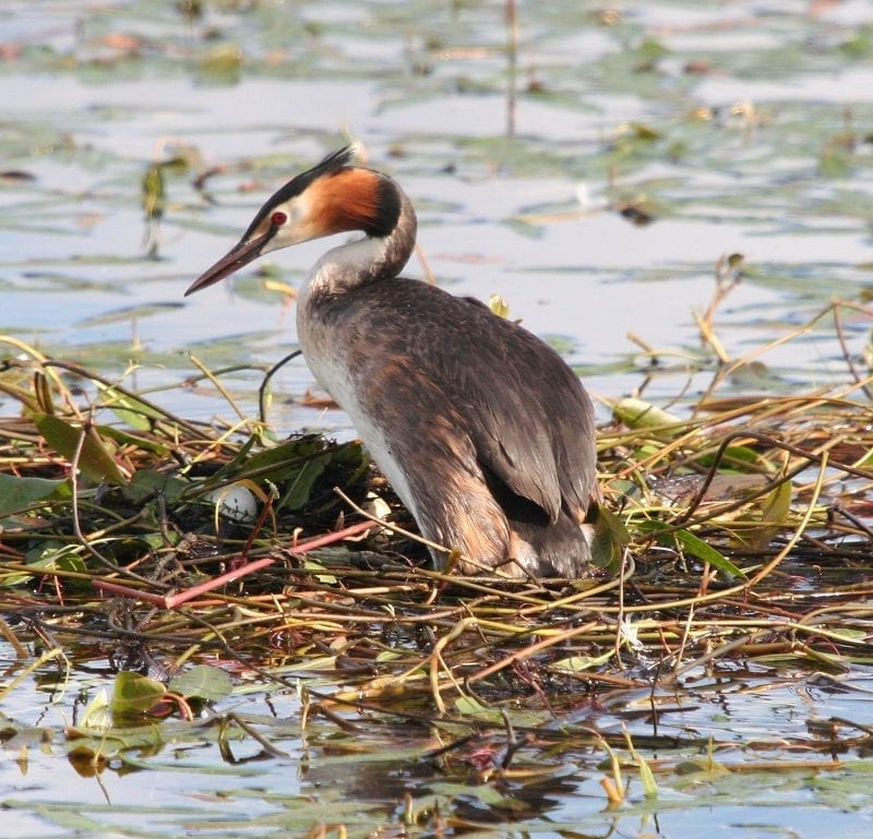 great-crested-grebe-on-floating-mass