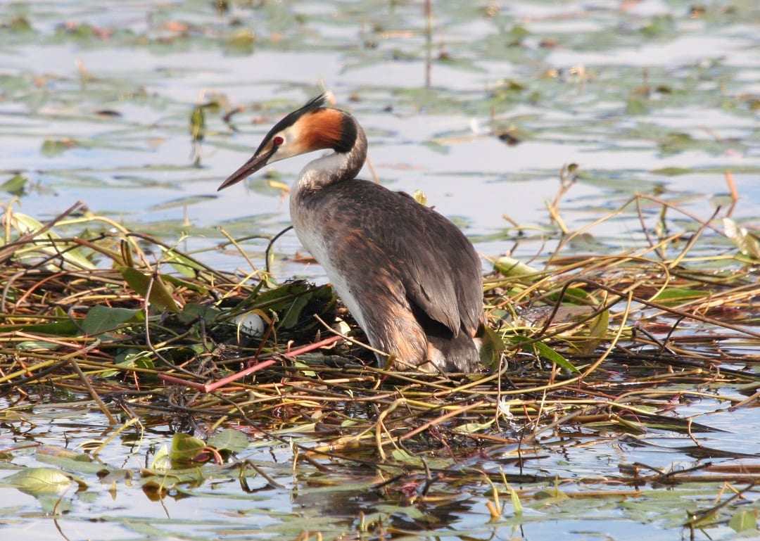 great-crested-grebe-on-floating-mass