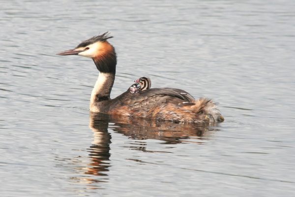 great-crested-grebe-swimming-with-chick-on-back