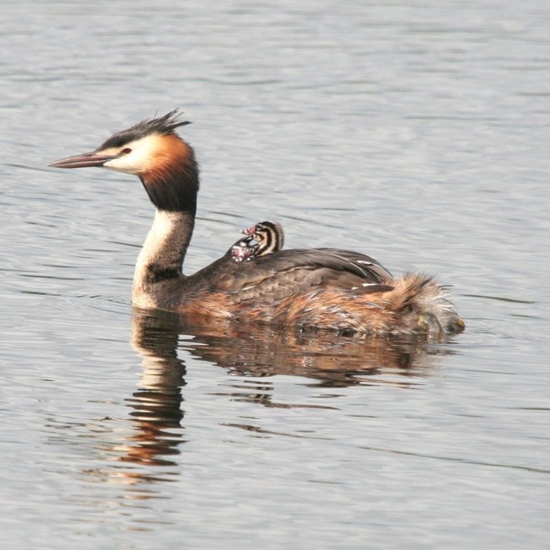 great-crested-grebe-swimming-with-chick-on-back