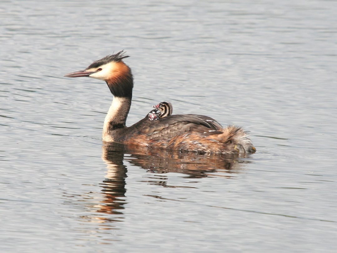 great-crested-grebe-swimming-with-chick-on-back