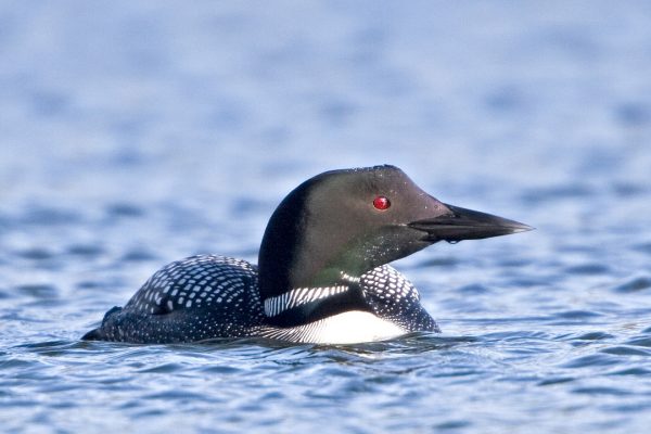 great-northern-diver-summer-plumage-swimming