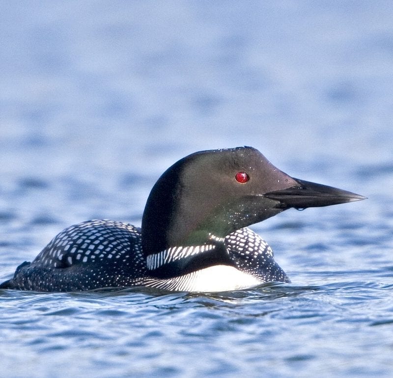 great-northern-diver-summer-plumage-swimming