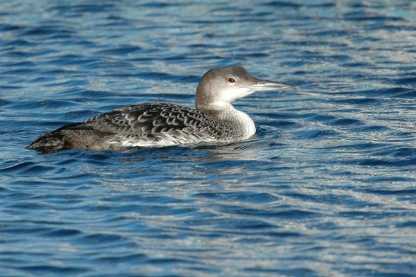 great-northern-diver-swimming