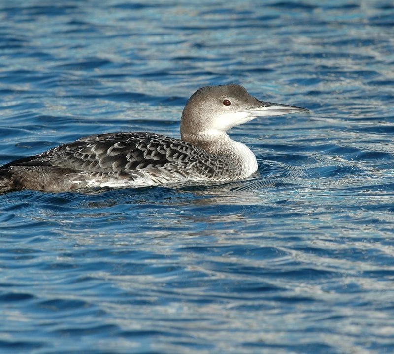 great-northern-diver-swimming