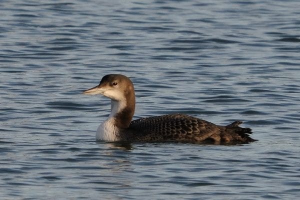 great-northern-diver-swimming
