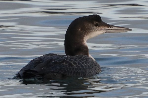 great-northern-diver-close-up-side-profile