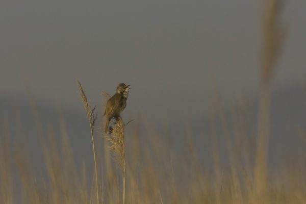 great-reed-warbler-perched-on-reed