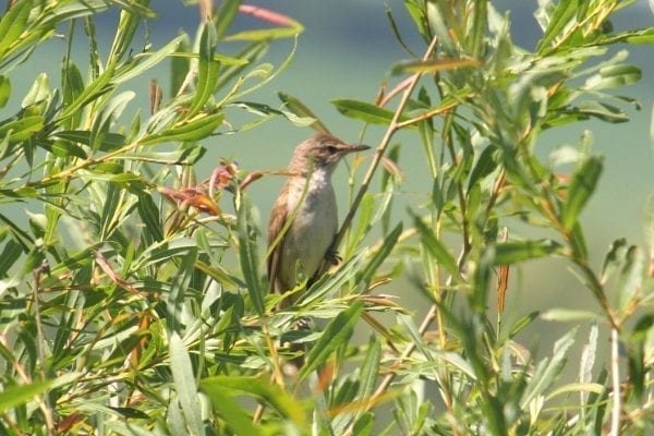 great-reed-warbler-hiding-amongst-willow