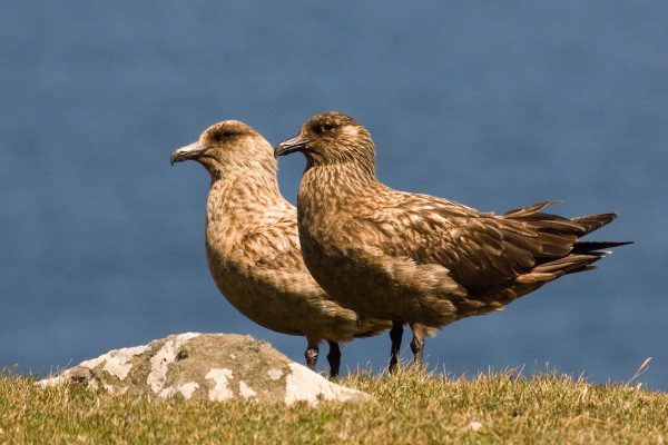 great-skua-pair-standing-on-grassy-seaside-shore