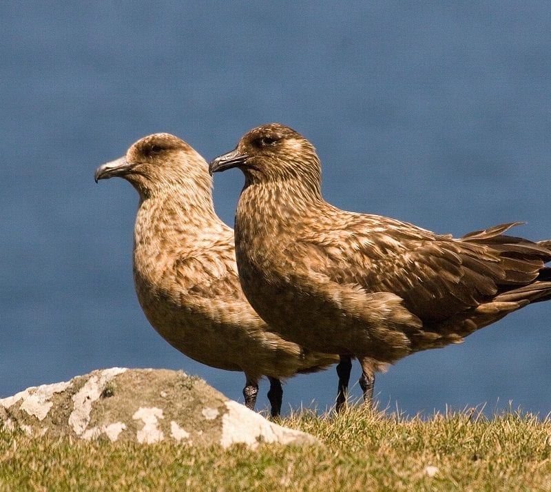 great-skua-pair-standing-on-grassy-seaside-shore