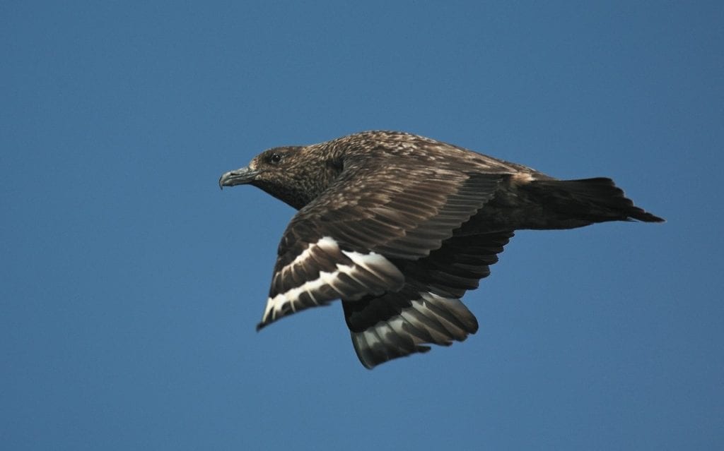 great-skua-in-flight-blue-sky-background