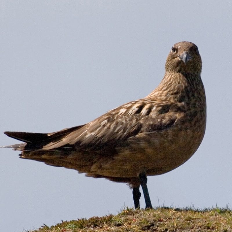 great-skua-standing-on-grassy-seashore