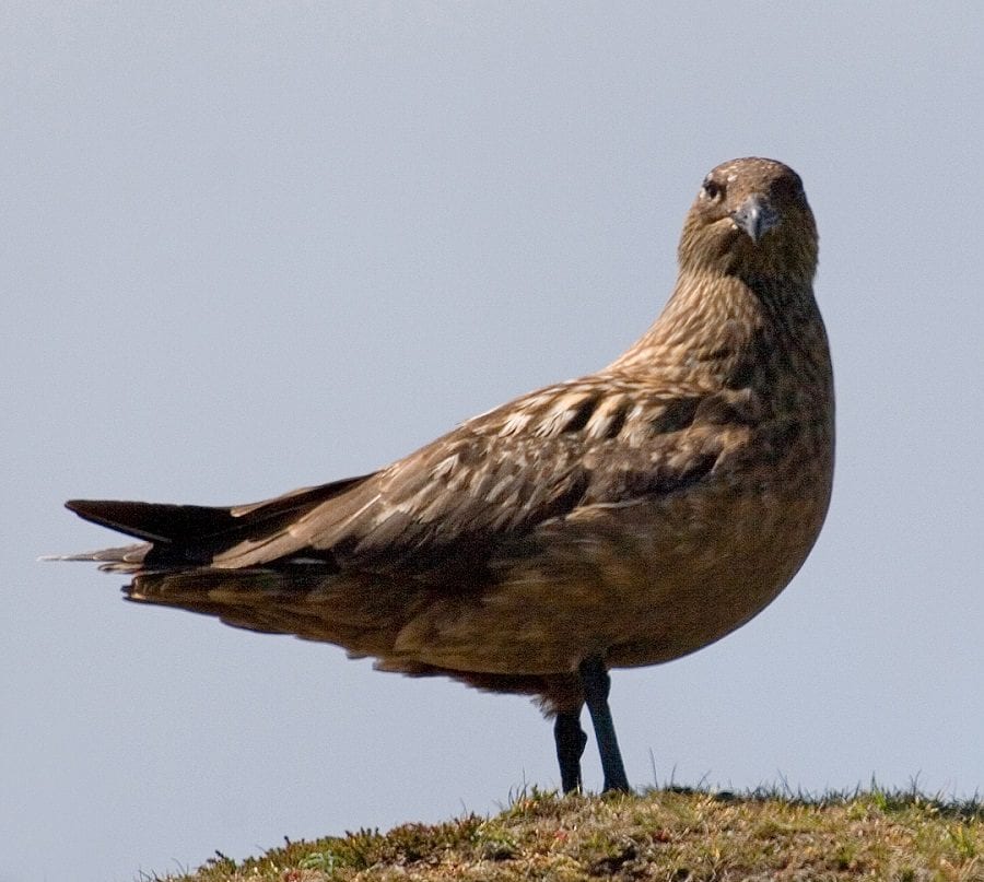 great-skua-standing-on-grassy-seashore