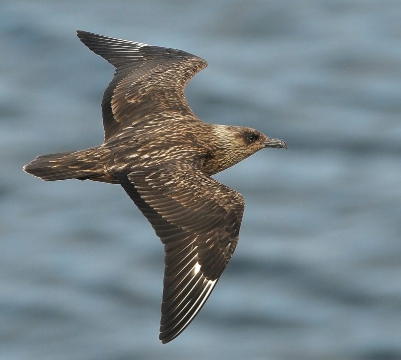 great-skua-in-flight-showing-brown-wing-plumage