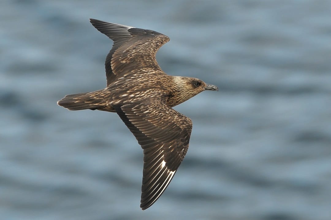 great-skua-in-flight-showing-brown-wing-plumage