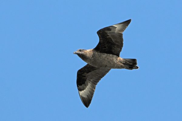great-skua-in-flight-showing-brown-grey-underwing-plumage
