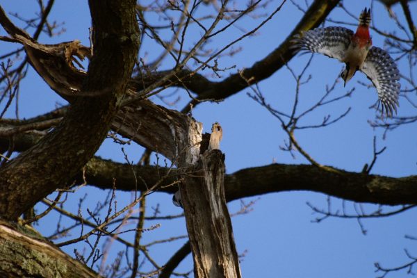 great-spotted-woodpecker-flying-in-to-tree