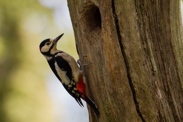great-spotted-woodpecker-on-tree-next-to-nest-hole