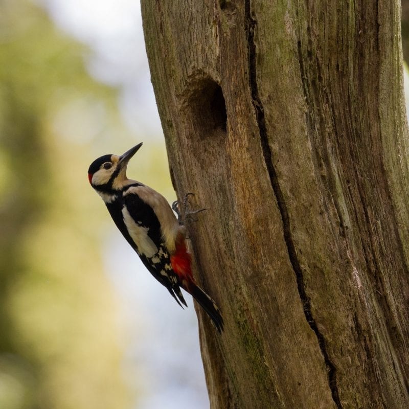 great-spotted-woodpecker-on-tree-next-to-nest-hole