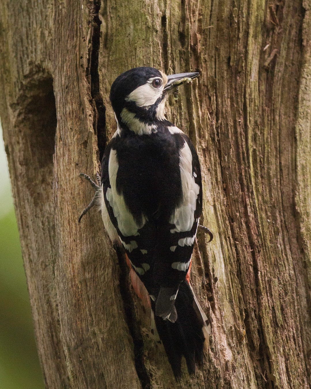 great-spotted-woodpecker-nest-to-nest-hole-showing-back-plumage