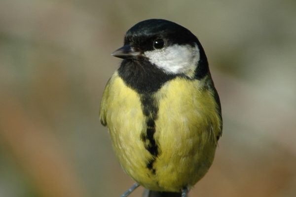 great-tit-perched-on-wooden-fence-close-up