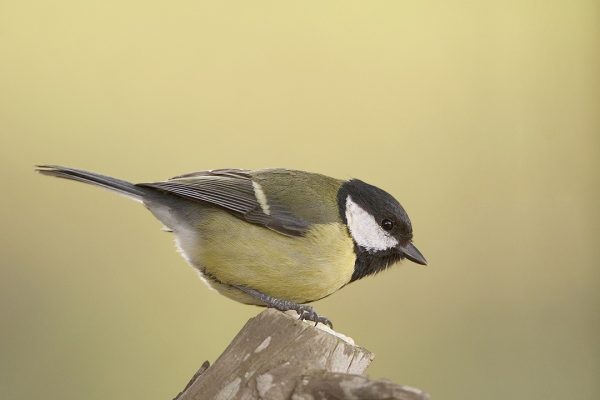 great-tit-perched-on-top-of-branch