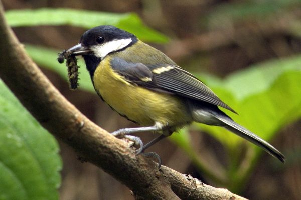 great-tit-on-branch-with-caterpillar-prey-in-beak