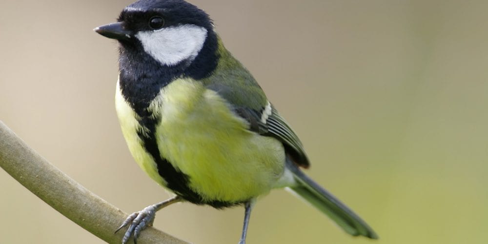 great-tit-perched-on-branch