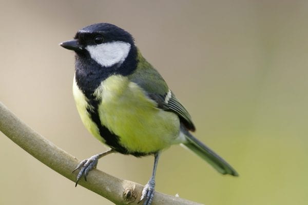 great-tit-perched-on-branch